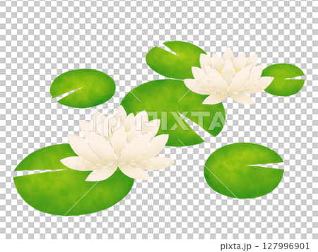 開花在水的荷花花 開花在水的荷花花 127996901