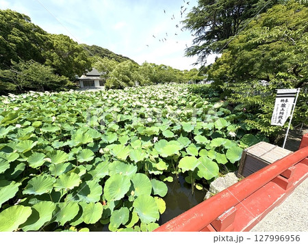 池に浮かぶ蓮の葉 127996956