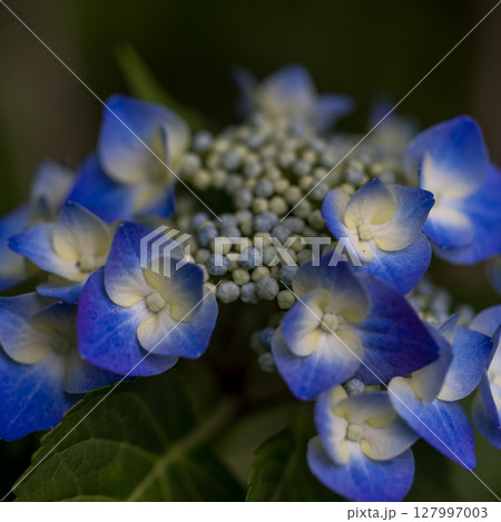 猛暑の中咲き誇るアジサイ 猛暑の中咲き誇るアジサイ 127997003