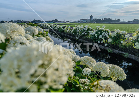 水辺の紫陽花“アナベル”のある風景 栃木県下野市 水辺の紫陽花“アナベル”のある風景 栃木県下野市 127997028
