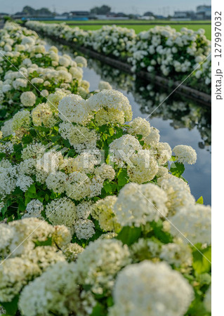 水辺の紫陽花“アナベル”のある風景 栃木県下野市 水辺の紫陽花“アナベル”のある風景 栃木県下野市 127997032