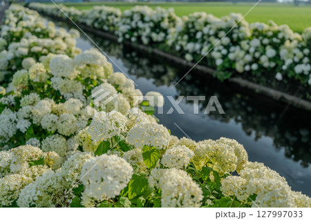 水辺の紫陽花“アナベル”のある風景 栃木県下野市 水辺の紫陽花“アナベル”のある風景 栃木県下野市 127997033