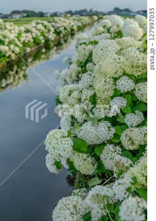 水辺の紫陽花“アナベル”のある風景 栃木県下野市 水辺の紫陽花“アナベル”のある風景 栃木県下野市 127997035