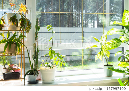 Window cleaning products are lying on the windowsill with a rag, spray, detergent. Spring cleaning in the house, cleaning service Window cleaning products are lying on the windowsill with a rag, spray, detergent. Spring cleaning in the house, cleaning service 127997100