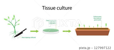 illustration of biology, Plant tissue culture, Tissue culture, plant breeding, plant tissue culture techniques, Plant tissue culture process stages with cells growth steps 127997122