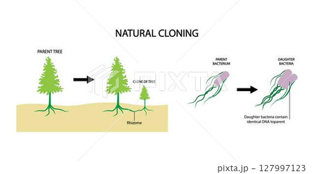 illustration of Biology and animal, Natural cloning, asexual reproduction, a new individual is generated from a copy of a single cell from the parent organism 127997123