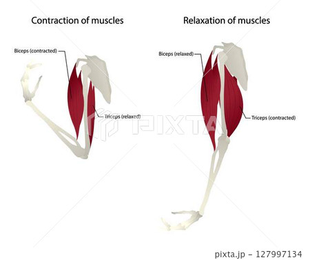 illustration of biology and Medical, Contraction of muscles and Relaxation of muscles, arm anatomy, the biceps of the upper arms flex the elbow, triceps extend the elbow 127997134
