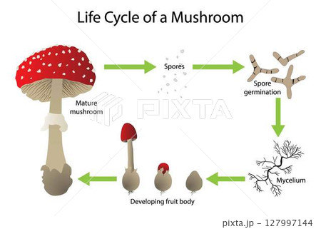 illustration of biology, Mushroom Anatomy and the Mushroom Life Cycle, mushroom or toadstool is the fleshy, spore bearing fruiting body of a fungus, typically produced above ground on soil 127997144