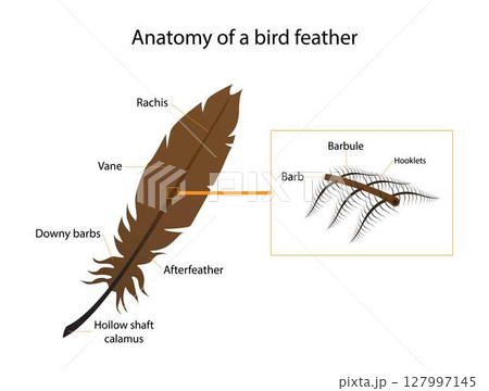 illustration of biology and animals, Anatomy of a bird feather, feather's primary structure is a long, Feathers are epidermal growths that form a distinctive outer covering illustration of biology and animals, Anatomy of a bird feather, feather's primary structure is a long, Feathers are epidermal growths that form a distinctive outer covering 127997145
