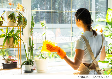 Woman in rubber gloves and apron manually washes window of house with rag cleaner and mop inside interior with home plants on windowsill. Restoring order and cleanliness in spring, cleaning servise 127997232