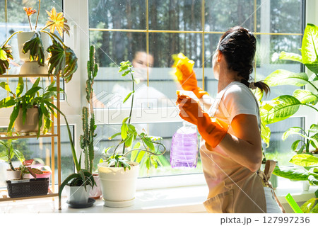 Woman in rubber gloves and apron manually washes window of house with rag cleaner and mop inside interior with home plants on windowsill. Restoring order and cleanliness in spring, cleaning servise 127997236