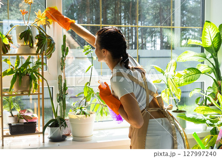 Woman in rubber gloves and apron manually washes window of house with rag cleaner and mop inside interior with home plants on windowsill. Restoring order and cleanliness in spring, cleaning servise 127997240