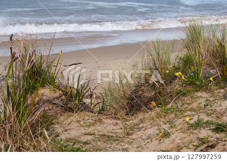 Life on a sand dune - Swansea 127997259