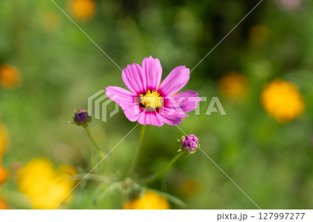 爽快 爽やか リフレッシュ 127997277