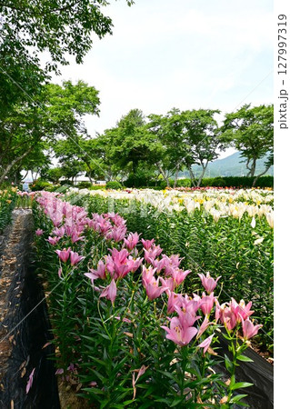 色鮮やかに咲くゆりの花 色鮮やかに咲くゆりの花 127997319