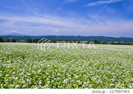 白い花が咲いた蕎麦畑 白い花が咲いた蕎麦畑 127997403