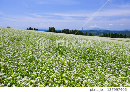 一面に広がる真っ白な絨毯 127997406