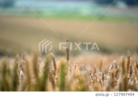 Golden wheat field scene, bathed in warm sunlight during a summer day. 127997494