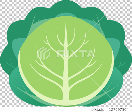 Simple and cute cabbage illustration 127997504