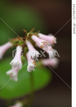 イワカガミの花 イワカガミの花 127997541