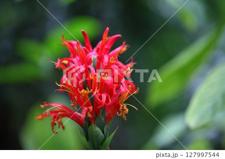パキスタキス・コッキネアの花 パキスタキス・コッキネアの花 127997544