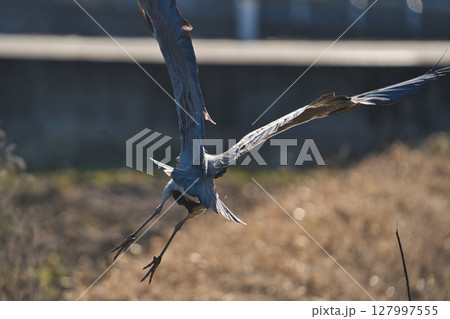 飛び立つアオサギの勇姿 127997555