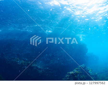 ホンダワラ群生とブダイ、ニザダイ他の群れ。ヒリゾ浜中木南伊豆町伊豆半島静岡県2024 127997562