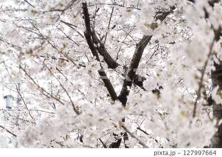 満開の桜が包む春の光景④ 127997664