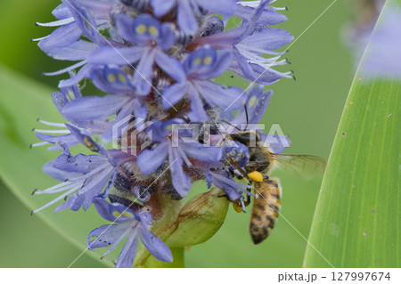 ポンテデリアの花にとまるミツバチ ポンテデリアの花にとまるミツバチ 127997674