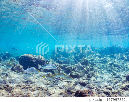 クロダイ、アイゴ等の群れ。半水面撮影。ヒリゾ浜中木南伊豆町伊豆半島静岡県2024 127997832