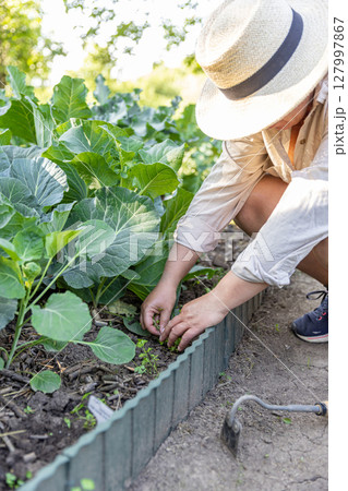 Woman tending her vegetable garden Woman tending her vegetable garden 127997867