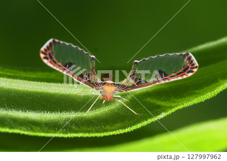 アヤヘリハネナガウンカ 127997962