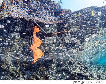 ナンヨウツバメウオの幼魚の半水面撮影。ヒリゾ浜中木南伊豆町伊豆半島静岡県2024 127998092
