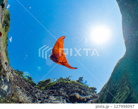 ナンヨウツバメウオの幼魚の半水面撮影。ヒリゾ浜中木南伊豆町伊豆半島静岡県2024 ナンヨウツバメウオの幼魚の半水面撮影。ヒリゾ浜中木南伊豆町伊豆半島静岡県2024 127998097