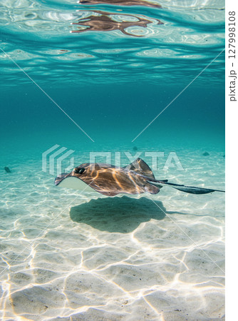 浅瀬を優雅に泳ぐエイと海底に落ちる光の模様 浅瀬を優雅に泳ぐエイと海底に落ちる光の模様 127998108