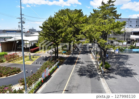 愛知県　知立の松並木と青空 127998110