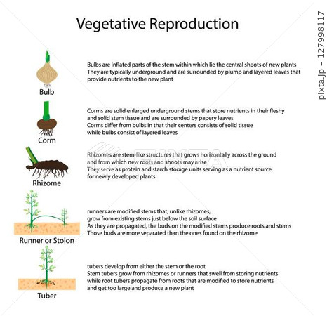 illustration of biology, Vegetative reproduction is form of asexual reproduction, type of asexual reproduction for plants, parts of a plant illustration of biology, Vegetative reproduction is form of asexual reproduction, type of asexual reproduction for plants, parts of a plant 127998117