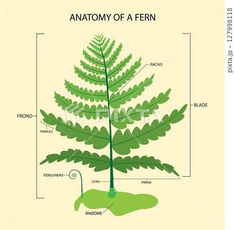 illustration of biology and plant kingdom, Anatomy of a fern, Ferns are members of the family of vascular plants that propagate by spores and have no seeds or flowers 127998118