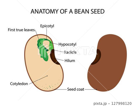 illustration of biology and plant kingdom, Seed in plants is the result of fertilization which has several structures constituting it, Structure of bean seed, bean is the seed of one of several genera illustration of biology and plant kingdom, Seed in plants is the result of fertilization which has several structures constituting it, Structure of bean seed, bean is the seed of one of several genera 127998120