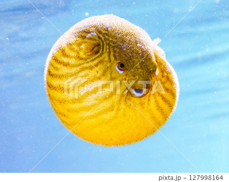 怒って膨らむサザナミフグの幼魚の半水面撮影。ヒリゾ浜中木南伊豆町伊豆半島静岡県2024 127998164