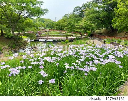 枚方市山田池公園　紫色のショウブが咲く花菖蒲園 127998181
