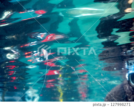 美しいハナスズキ(ハタ科)の幼魚。 極稀に海流に乗って浮遊してくる非常に希少な深海魚である。ヒリゾ浜 美しいハナスズキ(ハタ科)の幼魚。 極稀に海流に乗って浮遊してくる非常に希少な深海魚である。ヒリゾ浜 127998271