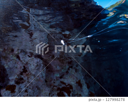 美しいハナスズキ（ハタ科）の幼魚。 極稀に海流に乗って浮遊してくる非常に希少な深海魚である。ヒリゾ浜 127998278