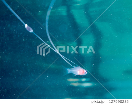 美しいハナスズキ(ハタ科)の幼魚。 極稀に海流に乗って浮遊してくる非常に希少な深海魚である。ヒリゾ浜 美しいハナスズキ(ハタ科)の幼魚。 極稀に海流に乗って浮遊してくる非常に希少な深海魚である。ヒリゾ浜 127998283