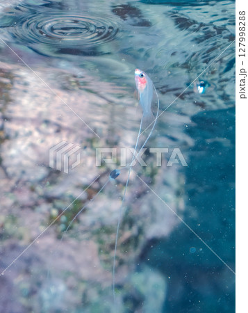 美しいハナスズキ（ハタ科）の幼魚。 極稀に海流に乗って浮遊してくる非常に希少な深海魚である。ヒリゾ浜 127998288