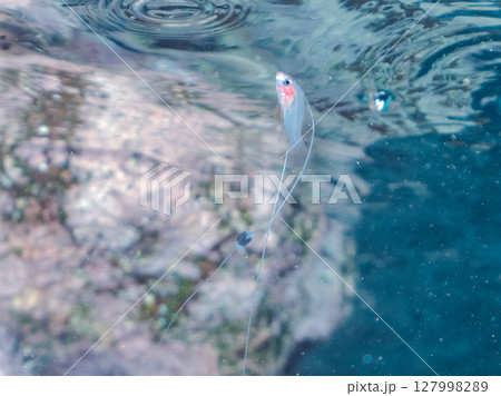 美しいハナスズキ(ハタ科)の幼魚。 極稀に海流に乗って浮遊してくる非常に希少な深海魚である。ヒリゾ浜 美しいハナスズキ(ハタ科)の幼魚。 極稀に海流に乗って浮遊してくる非常に希少な深海魚である。ヒリゾ浜 127998289