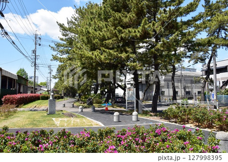 愛知県 知立の松並木と側道と青空 愛知県 知立の松並木と側道と青空 127998395