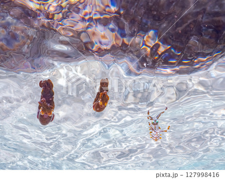 浅瀬を泳ぐ、美しいアオリイカ(ヤリイカ科)の幼魚。 ヒリゾ浜中木南伊豆町伊豆半島静岡県2024 浅瀬を泳ぐ、美しいアオリイカ(ヤリイカ科)の幼魚。 ヒリゾ浜中木南伊豆町伊豆半島静岡県2024 127998416