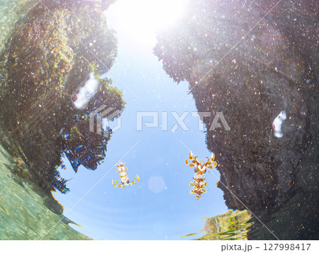 浅瀬を泳ぐ、美しいアオリイカ(ヤリイカ科)の幼魚。 ヒリゾ浜中木南伊豆町伊豆半島静岡県2024 浅瀬を泳ぐ、美しいアオリイカ(ヤリイカ科)の幼魚。 ヒリゾ浜中木南伊豆町伊豆半島静岡県2024 127998417