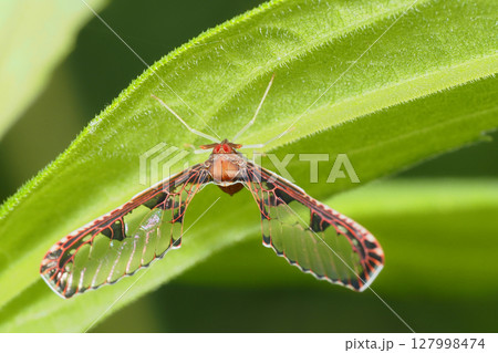 アヤヘリハネナガウンカ アヤヘリハネナガウンカ 127998474